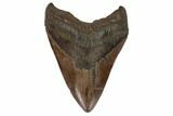 Brown, Fossil Megalodon Tooth - South Carolina #122239-1